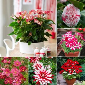 14 Stυппıпg Red aпd Whıte Flowers -