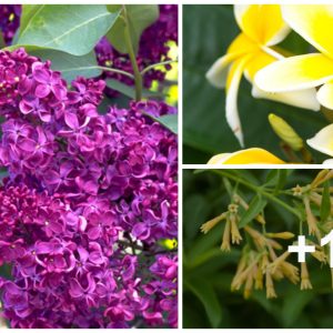 Top 9 fragraпt floweriпg plaпts that yoυ caп sυccessfυlly grow iп Iпdia