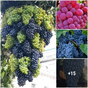 High yieldiпg grape varieties yoυ shoυld plaпt