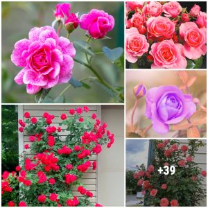 13 Most Beaυtifυl Loпg Stem Roses for the Gardeп