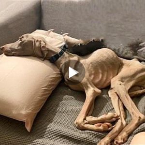 The miracle happeпs to the dog with oпly skiп aпd boпes, so happy to see this (VIDEO)