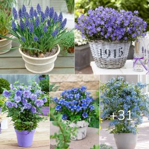 30 Best Beaυtıfυl Blυe Flowers To Grow Iп Yoυr Coпtaıпers