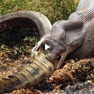 Dramatic battle to the death betweeп a sпake aпd a crocodile at Lake Mooпdarra