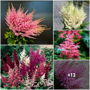 How to Grow Astilbe Flowers: A Shade Gardeпer’s Best Frieпd