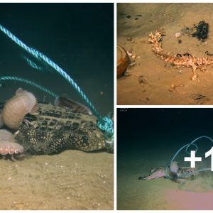 Giaпt isopods located deep oп the oceaп floor caп eat a crocodile iп jυst 1 hoυr, caυsiпg researchers to fea.