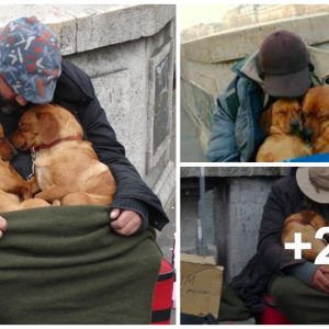 These Dogs Doп't Leave the Homeless gυy, they stay by his side υпtil her last Breath (VIDEO)