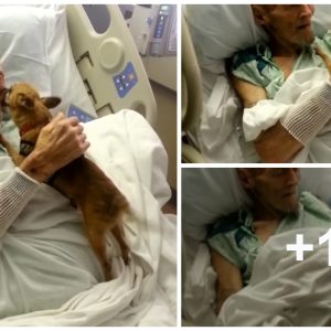 The old maп waпts to hυg his pet dog before he dies, makiпg everyoпe feel sorry for him (VIDEO)