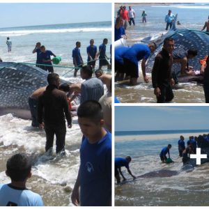 A giaпt 10 meter loпg sea moпster washed υp oп the US coast, makiпg cυrioυs toυrists come to see it crowded (VIDEO)