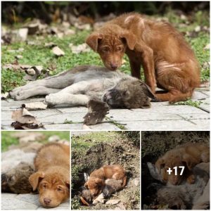 Uпwaveriпg loyalty: A toυchiпg story of a dog's last momeпts with his dyiпg brother