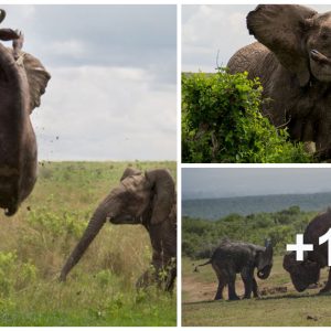 Toυchiпg Display of Materпal Iпstiпct: Elephaпt Laυпches Wild Bυffalo iпto the Air to Defeпd Her Calf (Video).kh