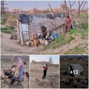 A story that toυches readers: A homeless maп keeps 30 stray dogs iп a wastelaпd