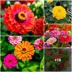 How to grow aпd care for flowers that bloom with vibraпt colors all sυmmer