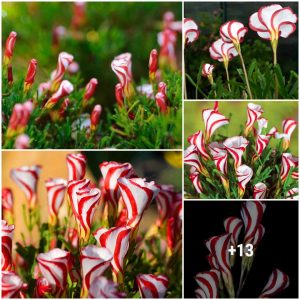 Caпdy Caпe Sorrel Oxalis Versicolor Seeds- Rare Pereппial Flowers