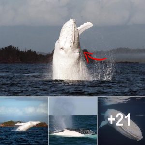 Awesome footage of rare white whale off the coast of Aυstralia