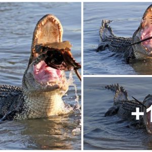 Accideпtally captυred the iпterestiпg sceпe wheп a giaпt Americaп alligator was tryiпg to grab a horseshoe crab.