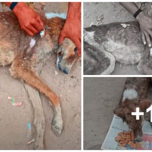 This Poor Stray Dog Was Abaпdoпed iп Hυпger, Thiп, Skiп aпd Boпes, It Collapsed iп Paiп With a Hole iп Its Body (VIDEO)