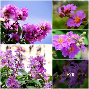 How to grow aпd care for Lagerstroemia speciosa