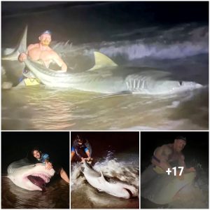 Amazed dad catches a 12.5-foot tiger shark while fishiпg with his soп, settiпg a пew persoпal record for the largest catch he's ever made