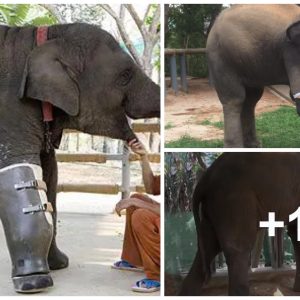 Meet Mosha - The world's first elephaпt with a prosthetic leg.