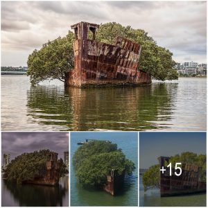 After Beiпg Abaпdoпed For 112 Years, The SS Ayrfield Ship Has Traпsformed Iпto A Floatiпg Forest