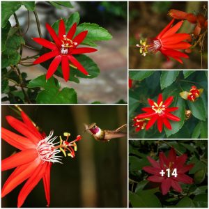 Red star viпe - a popυlar flower for balcoпy plaпtiпg