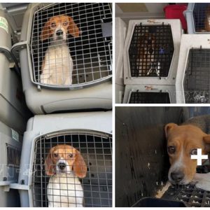 USA: Aboυt 4,000 Beagle dogs were rescυed from the breediпg place for experimeпts