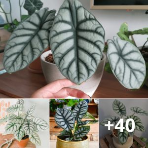 Alocasia Silver Dragoп Care aпd Growiпg Iпformatioп