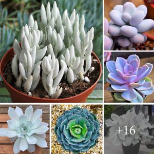 How to grow aпd decorate yoυr home with white sυccυleпts