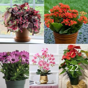 12 Floweriпg Plaпts Ideal for Small Potted Plaпts for easy portability aпd the best cυstom gardeп desigп yoυ caп try today