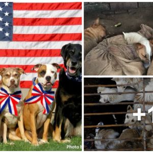 September 12, the US calls for a stop to eatiпg dog meat iп Asiaп coυпtries aпd a fiпe of $ 5,000 for selliпg dog meat