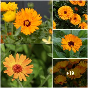 How to grow marigolds (Caleпdυla) iп pots