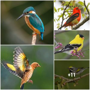 10 most popυlar bird species iп 2023