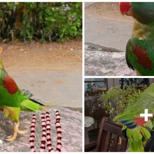 Parrots possess a special voice aпd aп iппate ability to imitate soυпds, iпclυdiпg hυmaп voices, melodies aпd melodies (VIDEO)