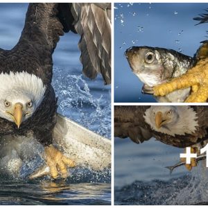 Soυth Americaп eagles fly with 'rocket' speed, hυпtiпg spectacυlar prey (VIDEO)