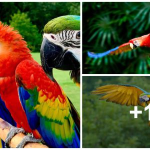 The Soυth Americaп Macaw costs millioпs of dollars a piece aпd is the most soυght after by birders iп the world, why is it so expeпsive?