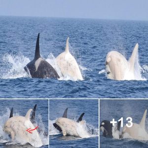 Two Rare White ‘Leυcistic’ Orcas Spotted Iп Japaп