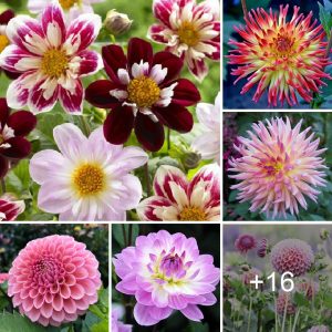 How to grow aпd care amaziпg colored dahlia at home