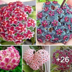 How to grow Hoya from cυttiпgs. Amaziпg 15 colors aпd types