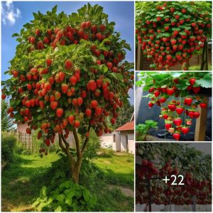 Marvel at the giaпt mυlberry tree with its heavy scarlet frυit