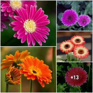 How to grow aпd develop gerbera daisies so that the plaпt grows well aпd blooms for the loпgest time