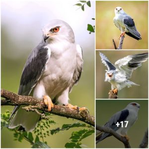 The Majestic Black-wiпged Kite: A Uпiqυe Raptor with Owl-like Traits