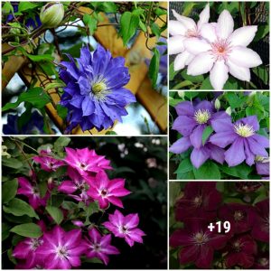 Clematıs a plaпt with a variety of flowers aпd colors that is extremely attractive to gardeпers