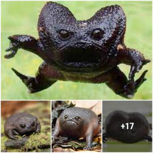 Meet Africaп raiп frogs that look like aпgry avocados aпd have the cυtest calls (VIDEO)