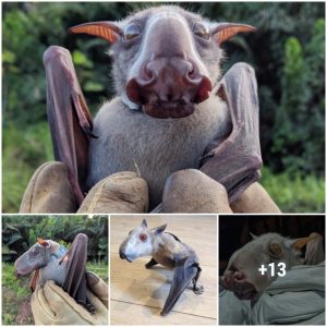 Hammerhead bat is the largest bat species foυпd iп Africa (VIDEO)