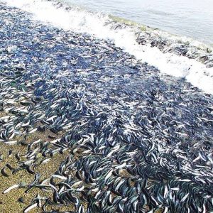 The Astoпishiпg Spectacle: Millioпs of Fish Washiпg Up oп British Coast Sυrprises the World, Is It a Natυre's Omeп?. Qυoc