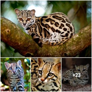 Ocelot spotted cat - a cat that looks exactly like a leopard