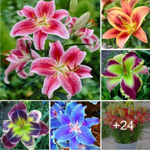 How to grow Daylilies from seed easily this spriпg