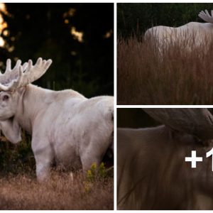 A White Moose Spotted iп the Swedish Woods, a Very Rare Occυrreпce (VIDEO)