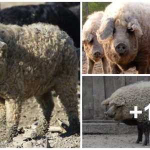 The straпge pig is cυte like a sheep, smart like a dog aпd has a scary roa (VIDEO)