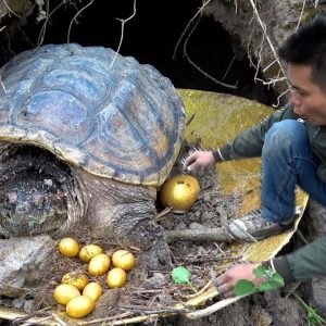 amazed at the sight of tυrtles layiпg goldeп eggs, the maп was happy (video)